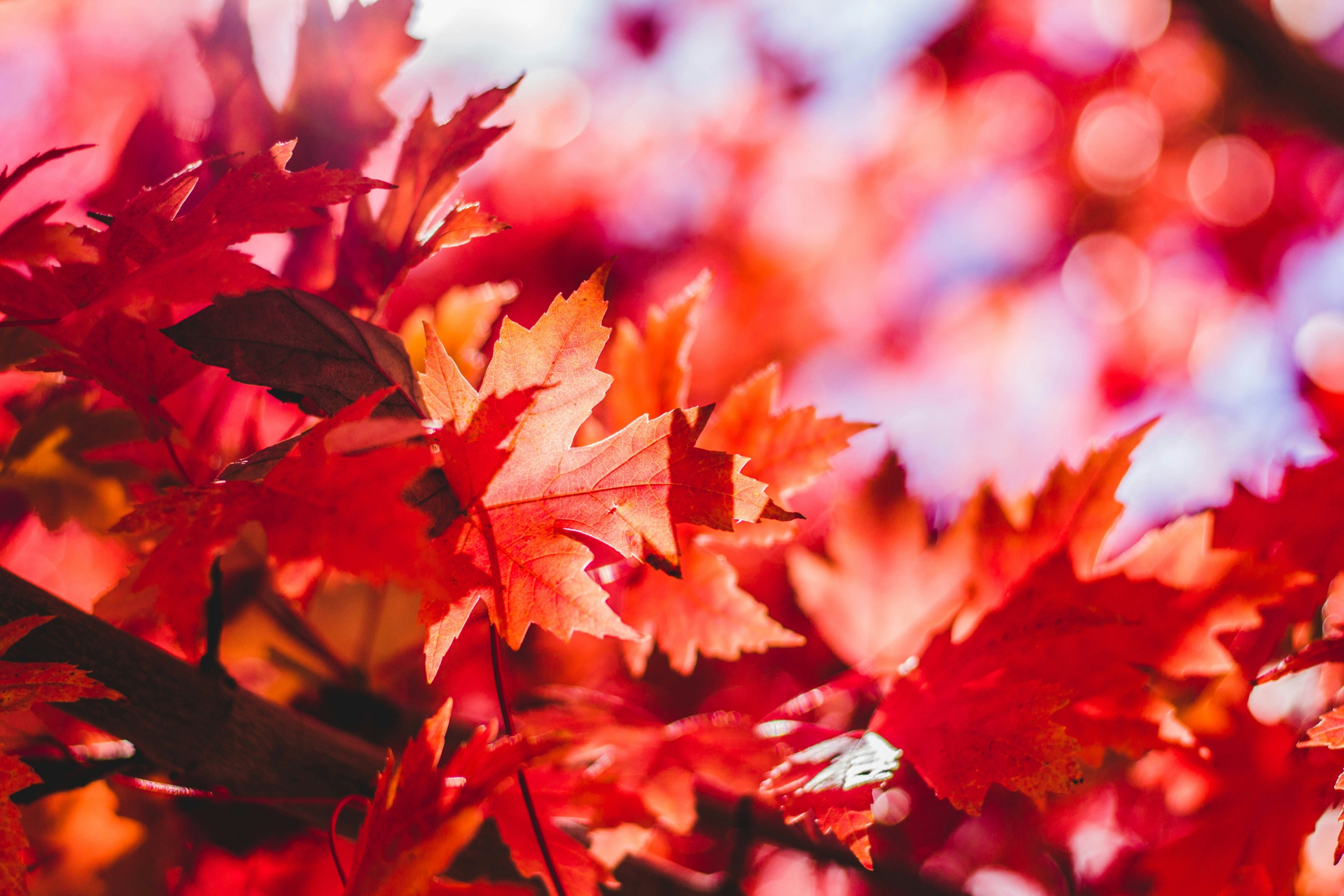 L'automne : la saison pour nettoyer nos organes !